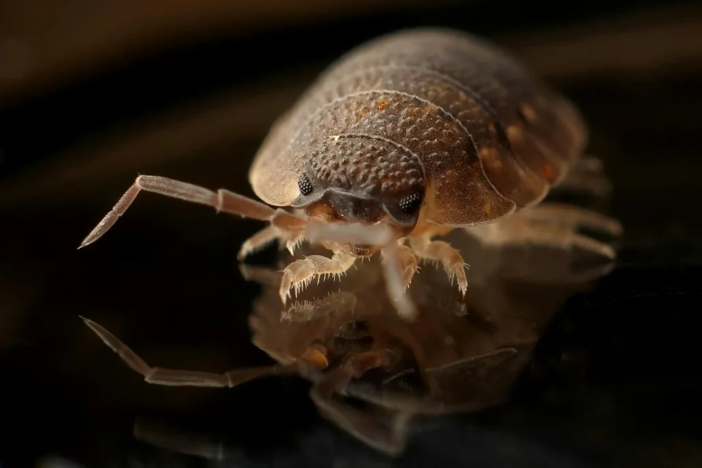 Bed-Bug-Treatment - Centereach Pest Control Pros | Centereach, NY