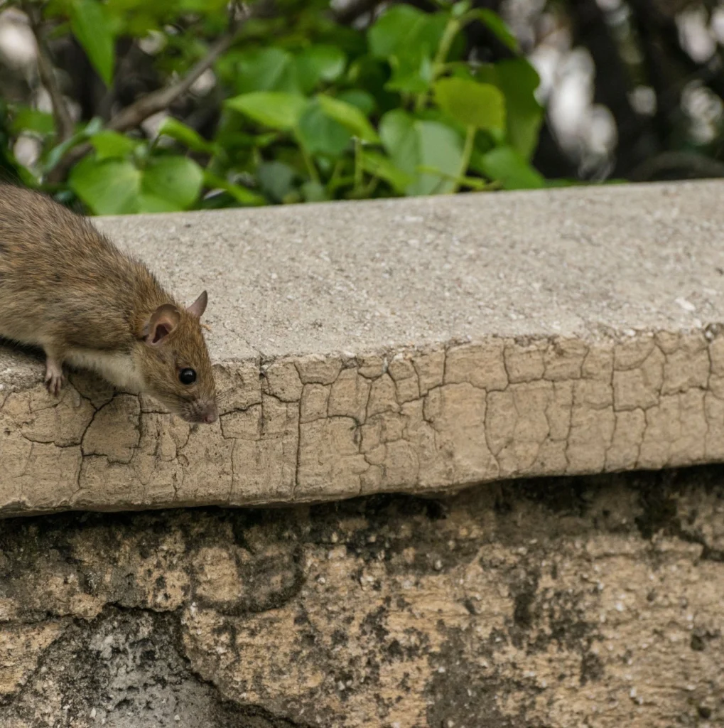 Residential & Commercial Rodent Solutions